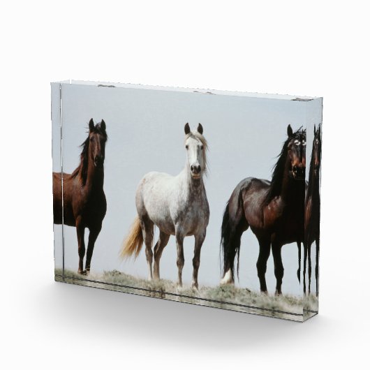 若く荒々しい種牡馬 フォトブロック (右)