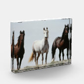 若く荒々しい種牡馬 フォトブロック (左)