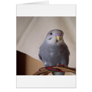若く青いbudgieの枕