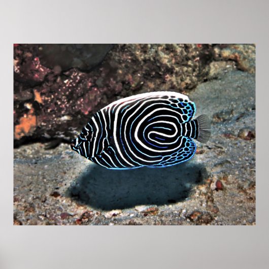 若帝王 ポスター (正面)