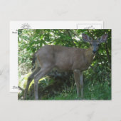 若年黒尾バック葉書02 ポストカード (正面/裏面)