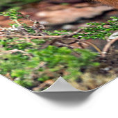 若手のアカリス ポスター (角)