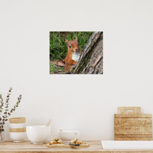 若手のアカリス ポスター (キッチン)