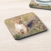 若獅子 コースター (左側)