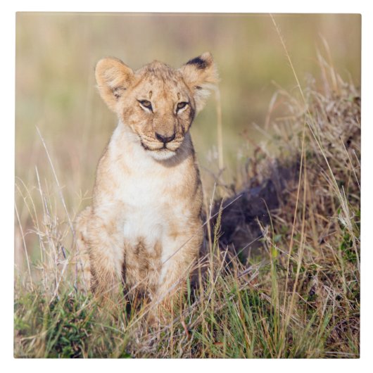 若獅子 タイル (正面)