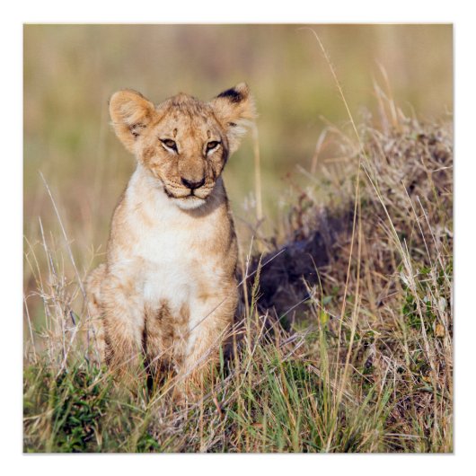 若獅子 ポスター (正面)