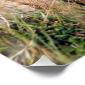 若獅子 ポスター (コーナー)