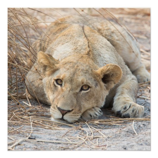 若獅子 ポスター (正面)