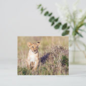 若獅子 ポストカード (スタンド正面)