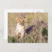 若獅子 ポストカード (正面/裏面)