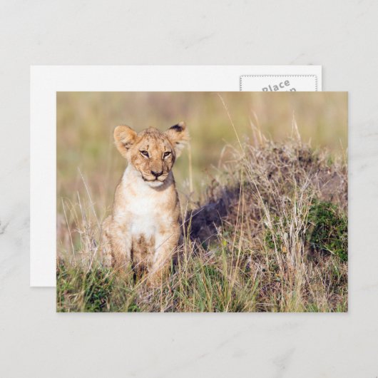 若獅子 ポストカード (正面/裏面)