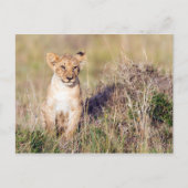 若獅子 ポストカード (正面)