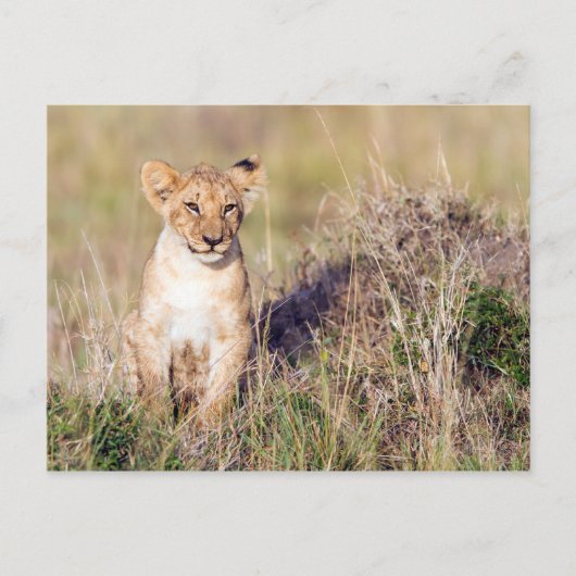 若獅子 ポストカード (正面)