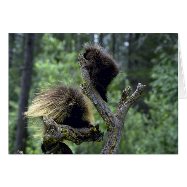 若者を持つヤマアラシ夏お母さん (正面横)