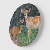 若者、Ndumoを持つニアラ(Tragelaphus Angazii) ラージ壁時計 (傾斜)