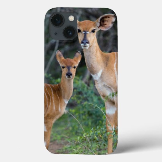 若者、Ndumoを持つニアラ(Tragelaphus Angazii) Case-Mate iPhoneケース (裏面)
