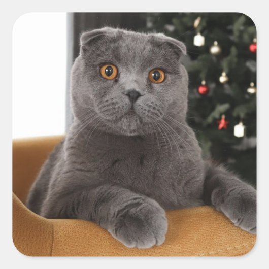 英国おもしろい猫・クリスマスツリー スクエアシール (正面)