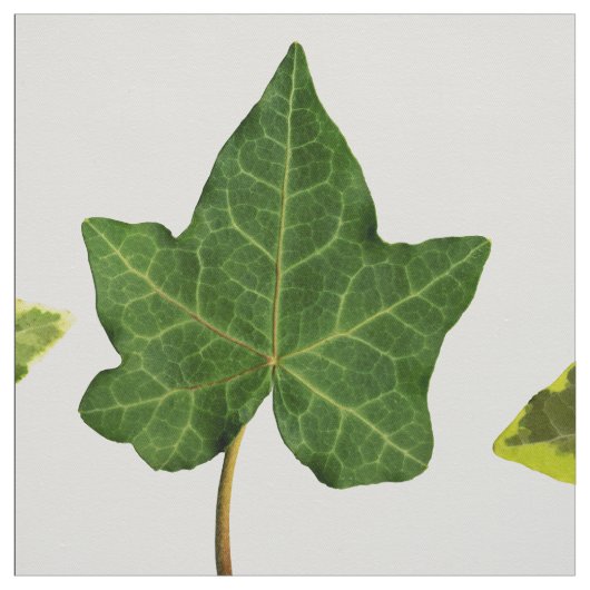 英国のキヅタの葉 ファブリック (見本)