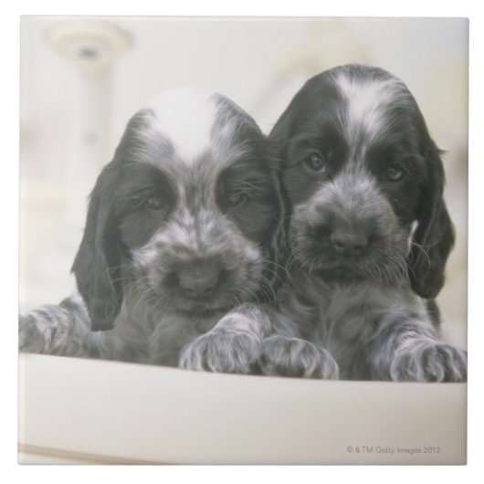 英国のコッカースパニエルは犬の品種です。 それ タイル (正面)