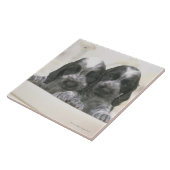 英国のコッカースパニエルは犬の品種です。 それ タイル (側面)