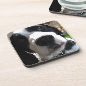 英国のスプリンガースパニエル コースター (左側)