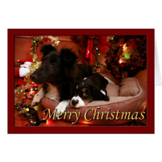 英国のスプリンガースパニエル、スプリンガースパニエル、Spanie