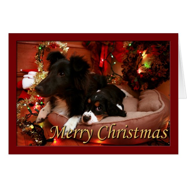 英国のスプリンガースパニエル、スプリンガースパニエル、Spanie (正面横)