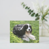 英国のスプリンガースパニエル -- 郵便はがき ポストカード (スタンド正面)