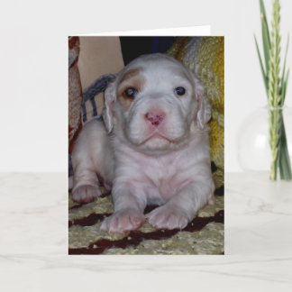 英国のセッター犬 カード