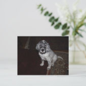 英国のセッター ポストカード (スタンド正面)