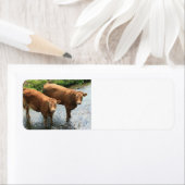 英国のデヴォンフィールドの牛 ラベル (インサイチュ)