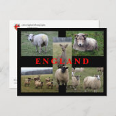 英国のヒツジ場面 ポストカード (正面/裏面)