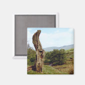 英国のピーク地区の風化した木 マグネット (正面/裏面)