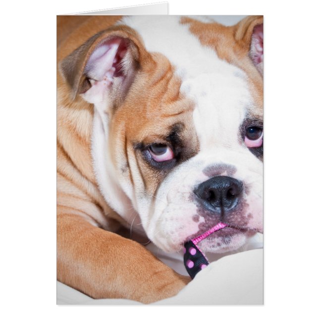 英国のブルドッグの子犬 (正面)