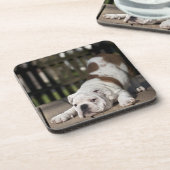 英国のブルドッグの子犬 コースター (左側)