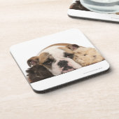 英国のブルドッグの子犬(4か月古い)および2 guine コースター (左側)