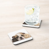 英国のブルドッグの子犬(4か月古い)および2 guine コースター (右側)