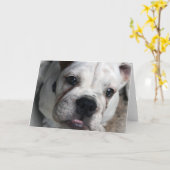 英国のブルドッグの挨拶状 カード (黄色い花)