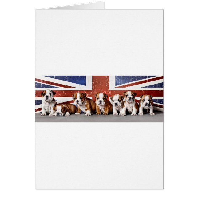 英国のブルドッグパピー (正面)