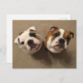 英国のブルドッグパピー ポストカード (正面/裏面)