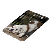 英国のブルドッグパピー マグネット (左側)