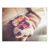 英国のブルドッグ犬 |犬の写真 テーブルクロス (正面(横))