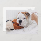 英国のブルドッグ遊の子犬とブルドッグ ポストカード (正面/裏面)