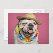 英国のブルドッグ（18カ月）はストローを着ている ポストカード (正面/裏面)