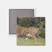 英国のベッドフォードシャー2 マグネット (正面/裏面)