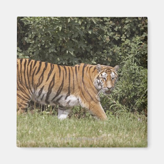 英国のベッドフォードシャー2 マグネット (正面)