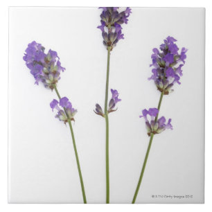 英国の紫色のラベンダーの花の3つの茎、 タイル
