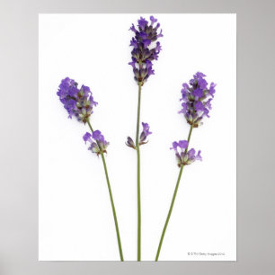 英国の紫色のラベンダーの花の3つの茎、 ポスター