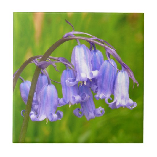 英国のBluebellの花のタイル タイル (正面)