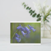 英国のBluebell ポストカード (スタンド正面)